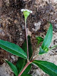 Image result for Eclipta prostrata