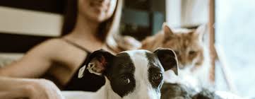 Les familles d'accueil peuvent également monétiser leurs. Qu Est Ce Qu Une Famille D Accueil Pour Animaux Le Fonds Saint Bernard