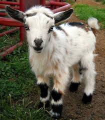 Dom 07 mar hola a todos. 20 Ideas De Cabras Enanas Cabras Enanas Cabras Cabras Bebe