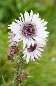 Image result for Berkheya