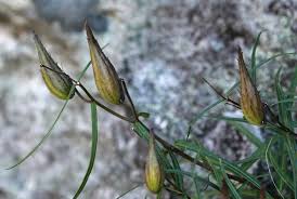 Image result for Asclepias graminifolia