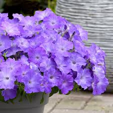 Pin On Bulk Flower Seed For Sale