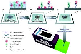 Google has many special features to help you find exactly what you're looking for. A Smartphone Fluorescence Imaging Based Mobile Biosensing System Integrated With A Passive Fluidic Control Cartridge For Minimal User Intervention And High Accuracy Lab On A Chip Rsc Publishing