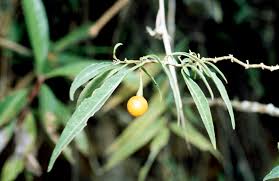 Image result for Solanum schumannianum