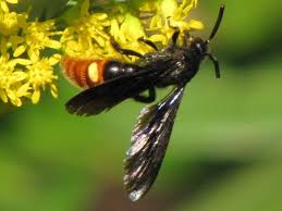 The firebug is typically found around lindens and mallows in the places where it resides in the united states. Florida Wasps Pictures And Wasp Identification Tips Green Nature