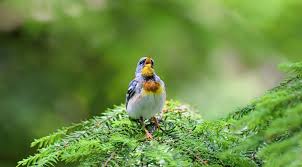Eleven Eye Opening Photos Of Birds Just Living Their Lives Bird Photo Birds Photo