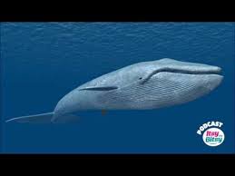 Balena albastra sau balena uriasa (balaenoptera musculus) este cel mai mare mamifer si cel mai mare inotator, nu degeaba isi are si acest nume. Poze Cu Balena Albastra