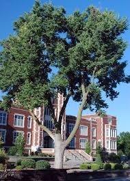 Image result for Alchornea occidentalis