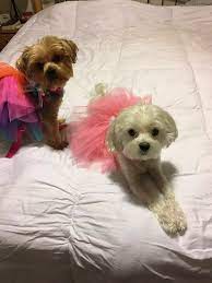 Florida little dog rescue rehabilitates unwanted, homeless, abused and abandoned little dogs and places them in loving and responsible homes to live out their lives as cherished family members. Florida Maltese Yorkie Small Dog Rescue We Promote Dogs At Local Rescues Home Facebook