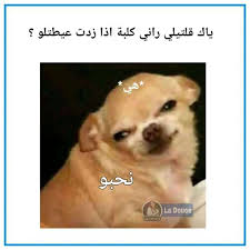 Pin By م ہلك ہة ع ہل ى ع ہرش ہ آ On B In 2020 Arabic Funny Animals Dogs