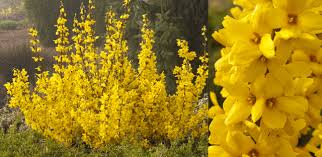 Magical Gold Forsythia Garden Spot Nursery
