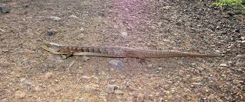 Alligators first appeared during the oligocene epoch about 37 million years ago. Animals Details