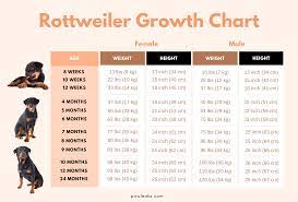Rottweiler Growth Chart When Are Rottweilers Fully Grown Pawleaks