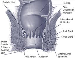 Some types of skin cancer are more dangerous than others, but if you have a spot. Anal Cancer Squamous Cell Carcinoma Lacolon