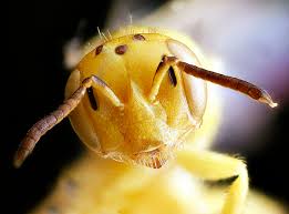 Image result for Isoglossa perdita