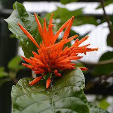 Image result for Justicia spicigera