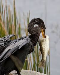 Sea Bird With Big Mouth Who S Got The Big Mouth Now Beautiful Birds Sea Birds Bird Species