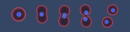 When cells divide, two daughter cells are produced from one mother cell. Cell Division Dna Replication Mitosis And Meiosis Good Science