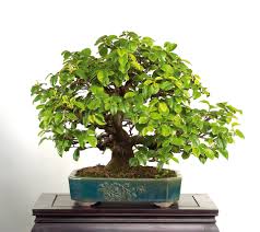 Image result for Chaenomeles