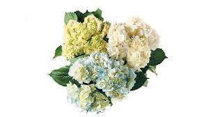 Hall's flower shop is a second generation, family owned and operate floral design firm. Floral