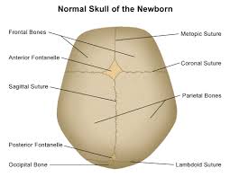 Check spelling or type a new query. Anatomy Of The Newborn Skull