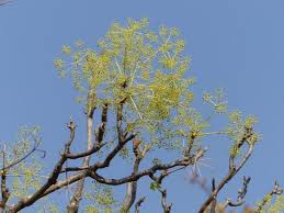 Image result for Steganotaenia