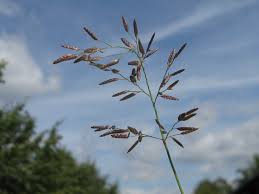 Image result for Eragrostis minor