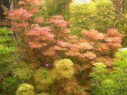 Forked Fanwort Cabomba Furcata Plant Profile Aquaticplantcentral Aquatic Plants Plants Pond Plants