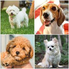 10 Dog Breeds That Live The Longest Dogs With Long Lifespans