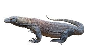They can see objects from far away and use this advantage to identify pray and keep their distance from predators. Monitor Definition Und Bedeutung Collins Worterbuch