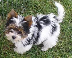 Biewer Yorkshire Terrier Biewer Yorkie Dog Breeds Cute Dog Pictures