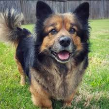 These playful, lovable cane corso mix puppies make a great addition to a family. German Shepherd Corgi Mix Reviewed By Vets 3 Reasons To Avoid