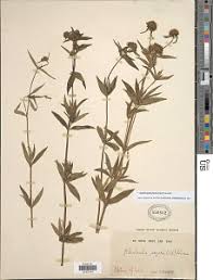 Image result for Agathisanthemum