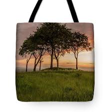 Trees Huddled At Sunset Jigsaw Puzzle by Danny Birrell Photography