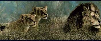 Feel free to download, share. Pin On Outdoor Wildlife Wallpaper Borders