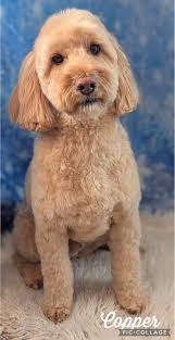 Sundays are busy days at Gentle Paws....