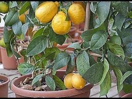 Epingle Par Rita De Cassia Fernandes Sur Jardinage Citronnier Faire Pousser Un Arbre Cultiver
