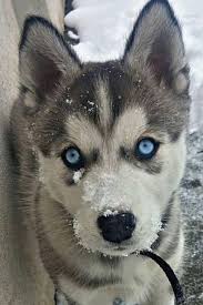 The neck is carried straight and the topline is level. 30 Husky Ideas Husky Puppies Cute Dogs