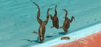 Image result for Plenty Of Fish, Lots Of Frogs Also.