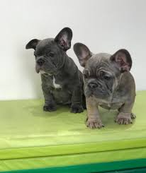 It's true that frenchies simply catch everyone's eye like magnets. Buy Top Quality Blue Lilac French Bulldogs Puppies