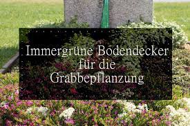 Ein beispiel für ein grab im halbschatten: Grabbepflanzung 26 Immergrune Bodendecker Fur Das Grab