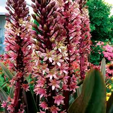 Image result for Eucomis