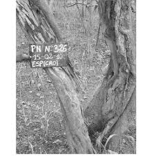 Image result for Crossopteryx