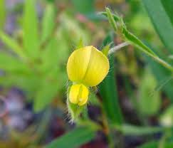 Image result for Crotalaria subcapitata