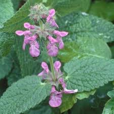 Image result for Stachys aculeolata