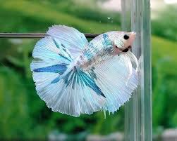 Pin On Betta Gamma Delta