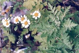 Image result for Tanacetum parthenium