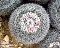 Altro giorno abbiamo fatto kirigami =tagliare la carta, il fiore di ciliegio. Fiori Di Cactus Elenco Specie Piante Foto E Descrizioni Cose Di Casa