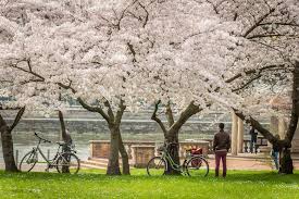 Maybe you would like to learn more about one of these? Die Top 5 Foto Spots Fur Fruhlingsbilder In Dresden Dresdenmoments