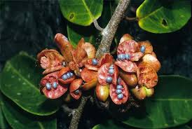 Image result for Xylopia lukei